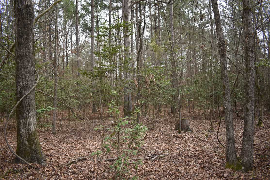 Timberland real estate available to buy