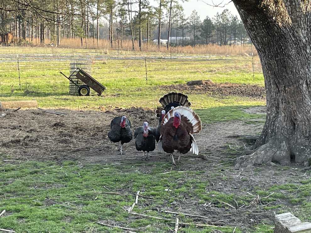 noxubee County, Mississippi property for sale