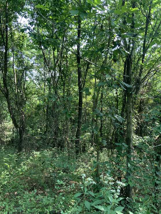 12.52 Acres of Residential land for sale in Waverly, humphreys County, Tennessee