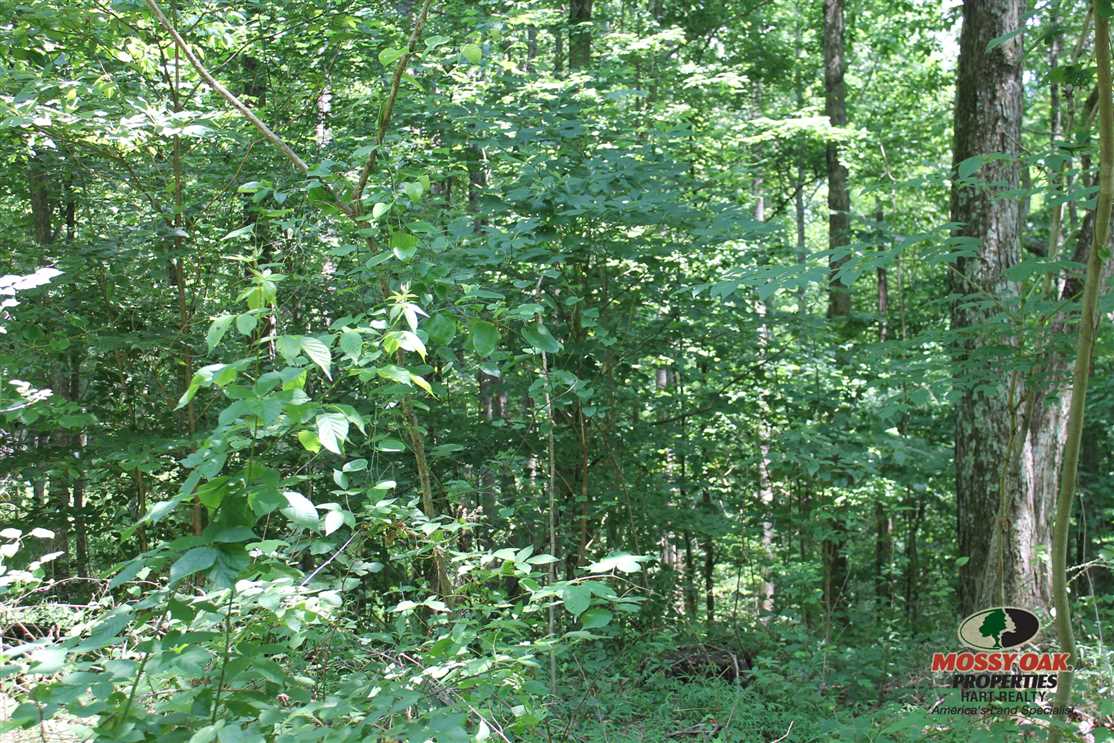 Property for sale at Long Ridge Road, Elk Horn, KY, USA Long Ridge Road