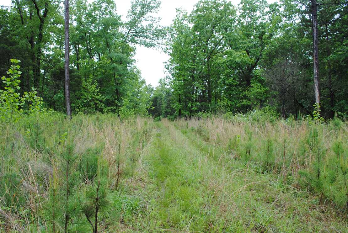 Houses and land for sale in Arkansas