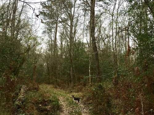 41.3 Acres of Land for Sale in beauregard County Louisiana