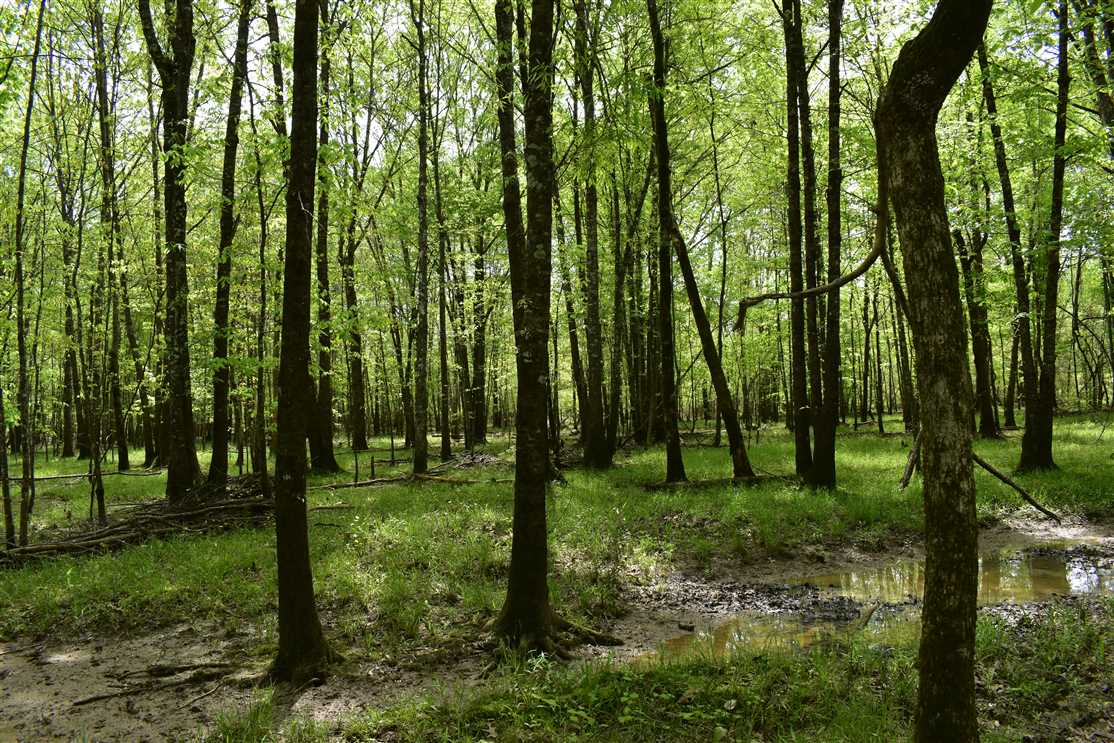 nevada County, Arkansas property for sale