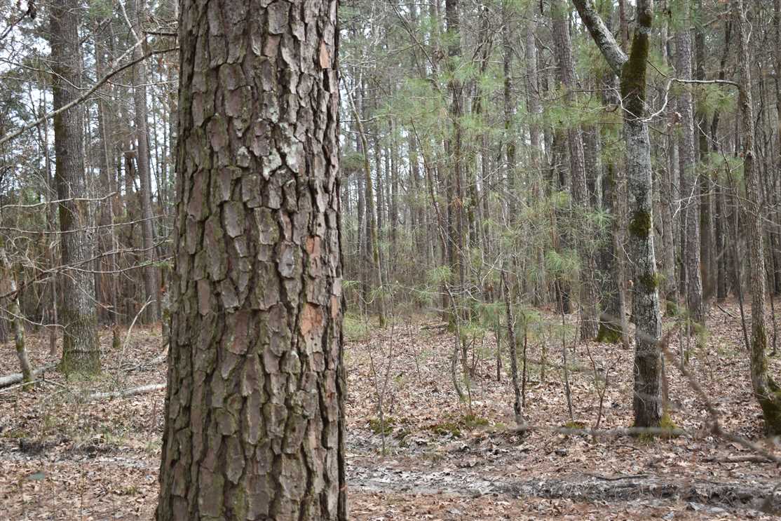 nevada County, Arkansas property for sale