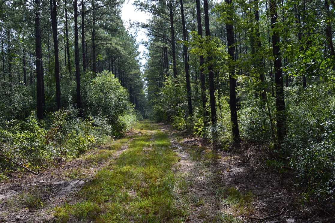 435 Acres of Recreational land for sale in Carriere, pearl river County, Mississippi