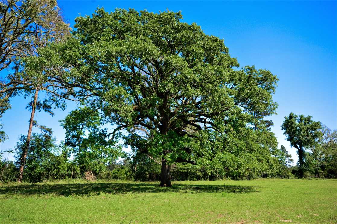Residential and   property for sale on The Land Market