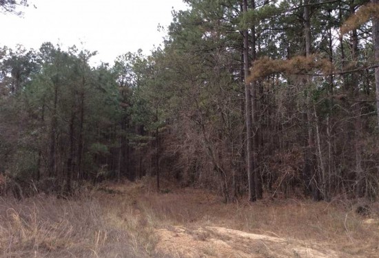 80 Acres of Land for Sale in caldwell County Louisiana