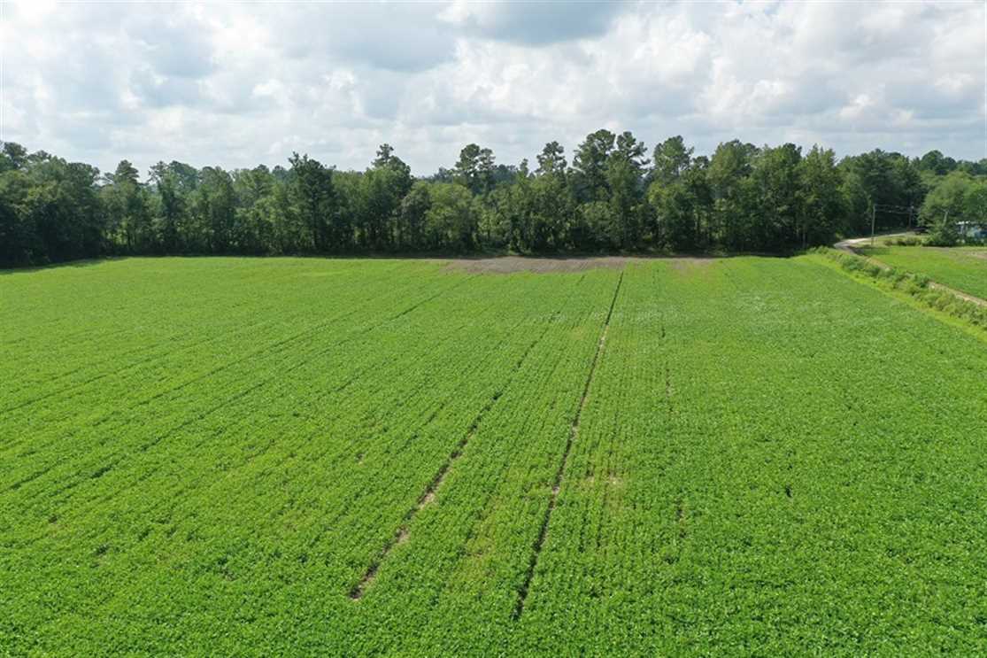 28.8 Acres of Residential and Farm Land For Sale in Robeson County NC! Real estate listing