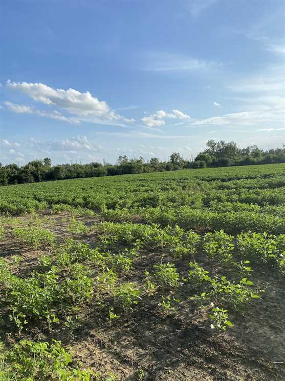 Land for sale to buy in 27587 zip code