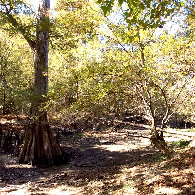 79 Acres of Recreational land for sale in Grayson, caldwell County, Louisiana