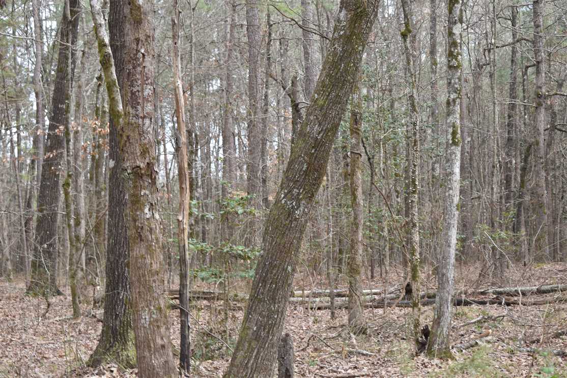 Timberland real estate available to buy