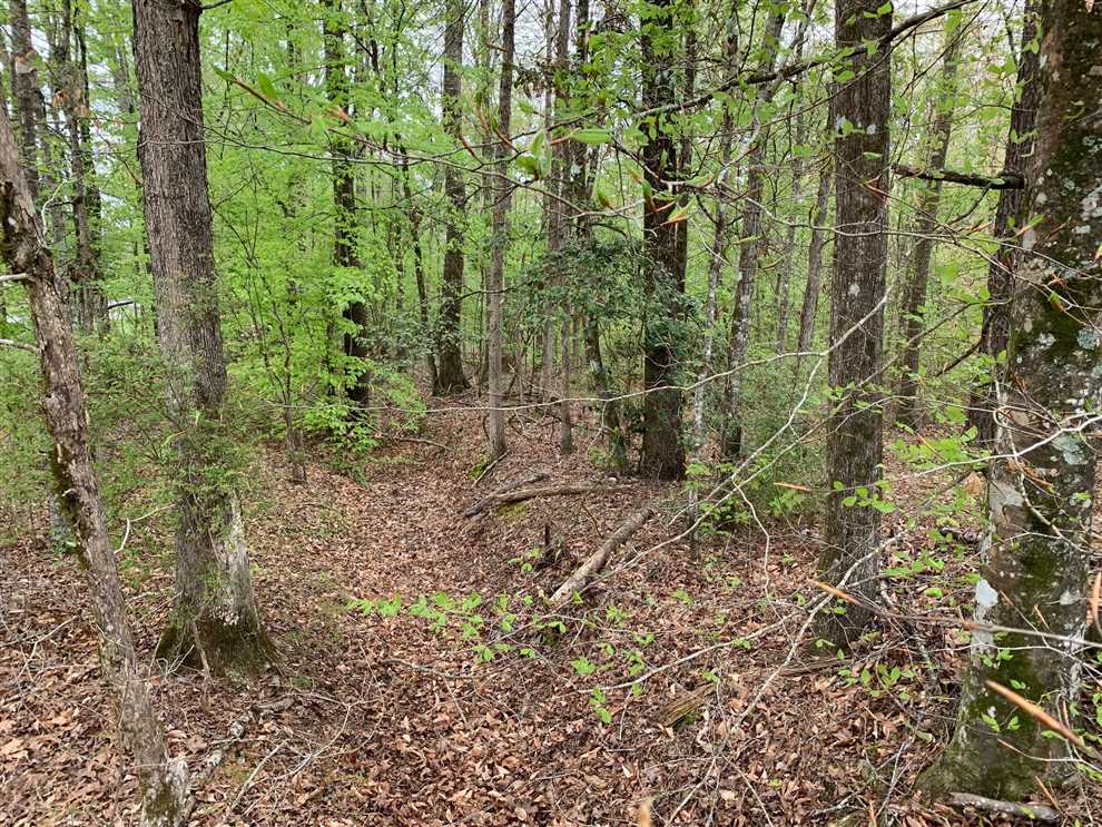 Hall Road West, Jackson Parish, 40 Acres +/- Real estate listing