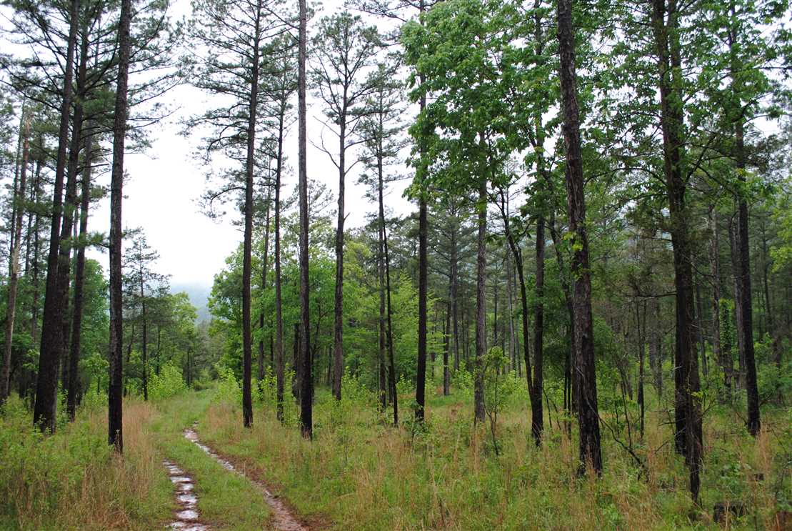 Land for sale to buy in 72560 zip code