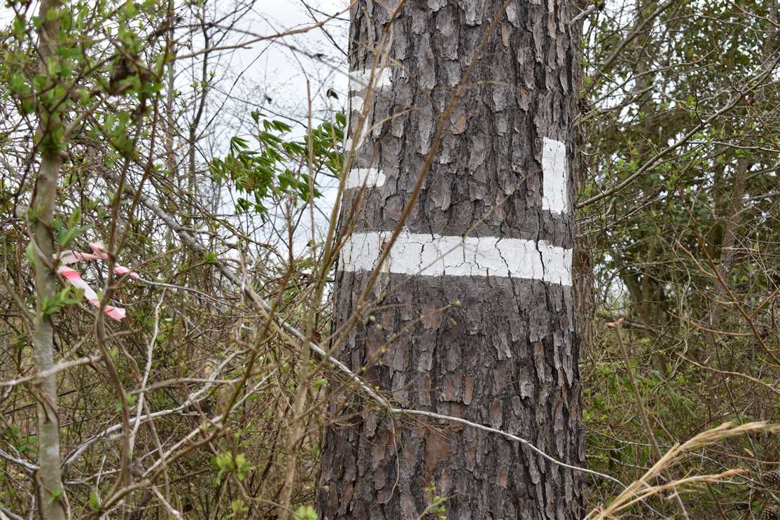 Timberland real estate available to buy