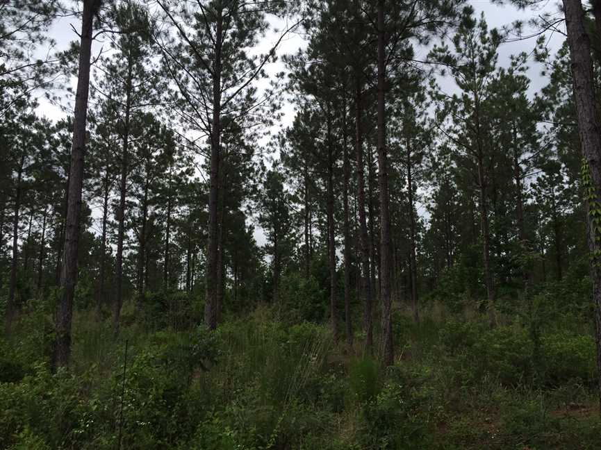 Timberland real estate available to buy