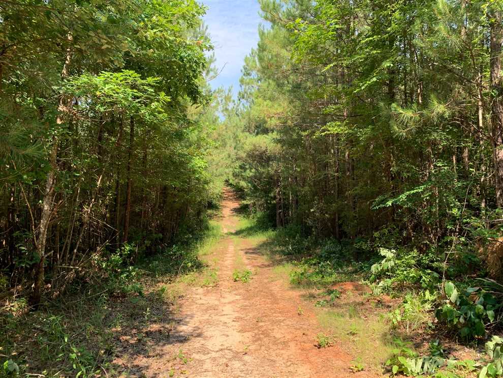 Timberland real estate available to buy