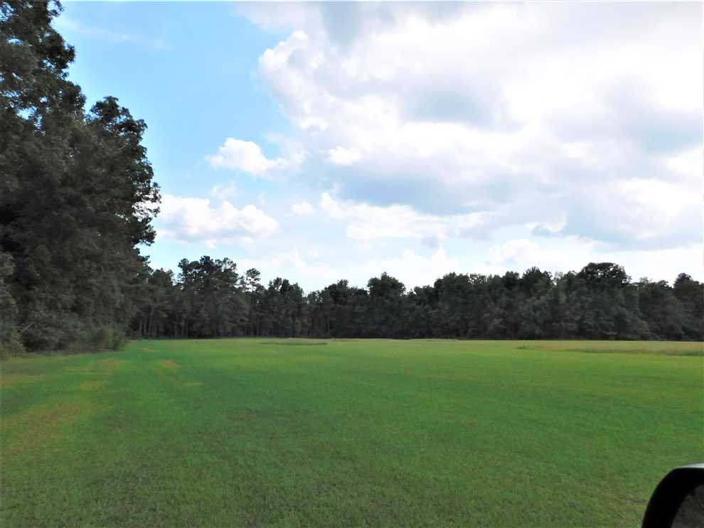 PRICE REDUCED!!  164 Acre Timber and Hunting Tract in Clarendon County SC Real estate listing
