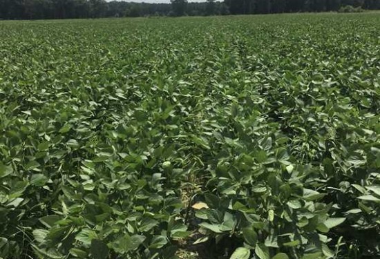 77 Acres of Land for Sale in white County Arkansas