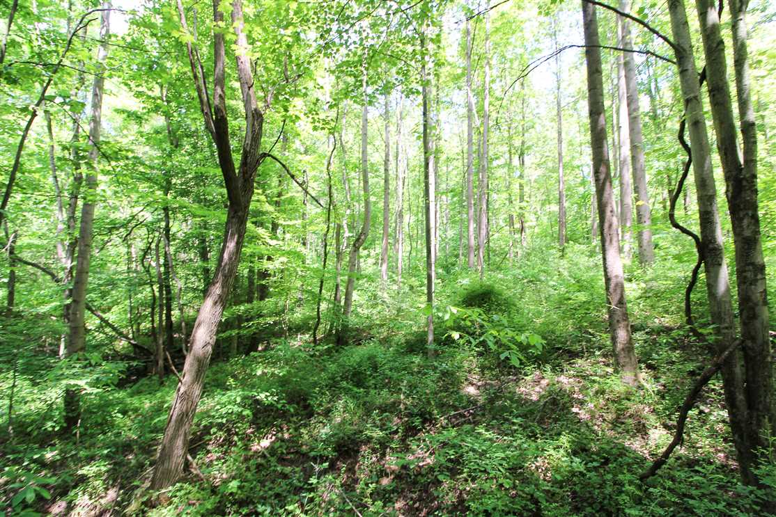 5 Acres of Land for sale in morgan County, Ohio