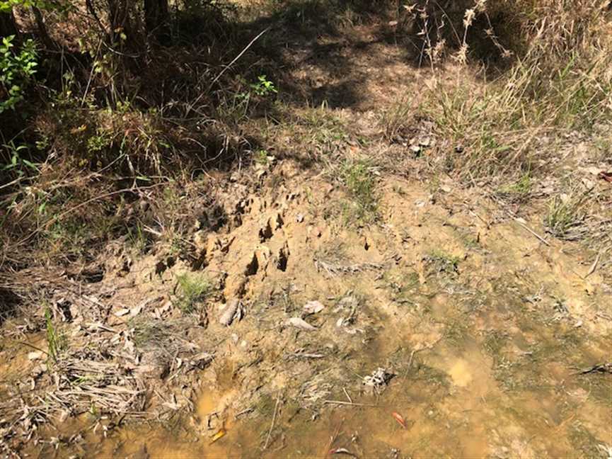 71 Acres of Land for sale in greene County, Mississippi
