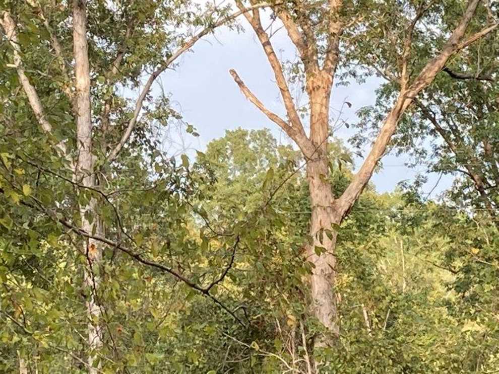 145 Acres of Recreational land for sale in Carrollton, carroll County, Mississippi