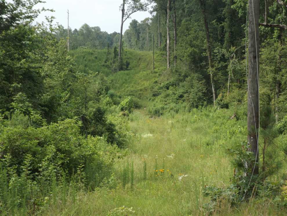 Timberland real estate available to buy