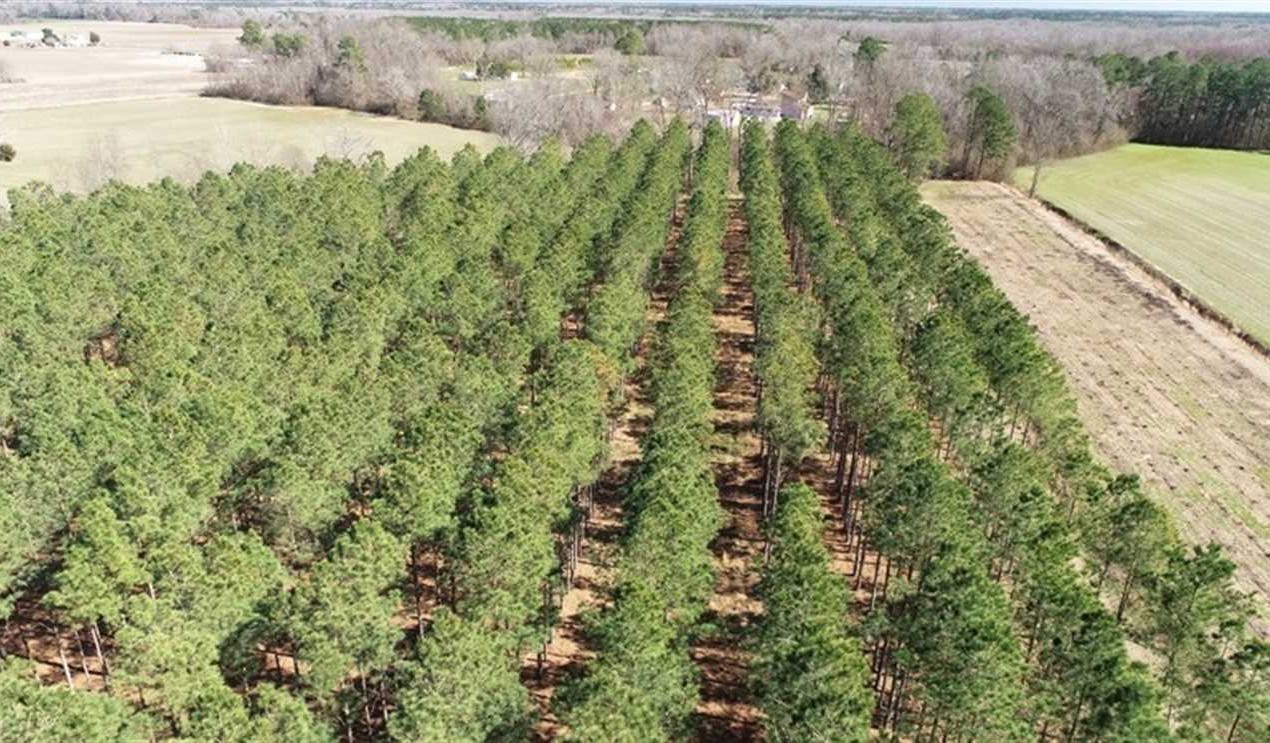 13 Acres of Residential and Timber Land For Sale in Robeson County NC! Real estate listing