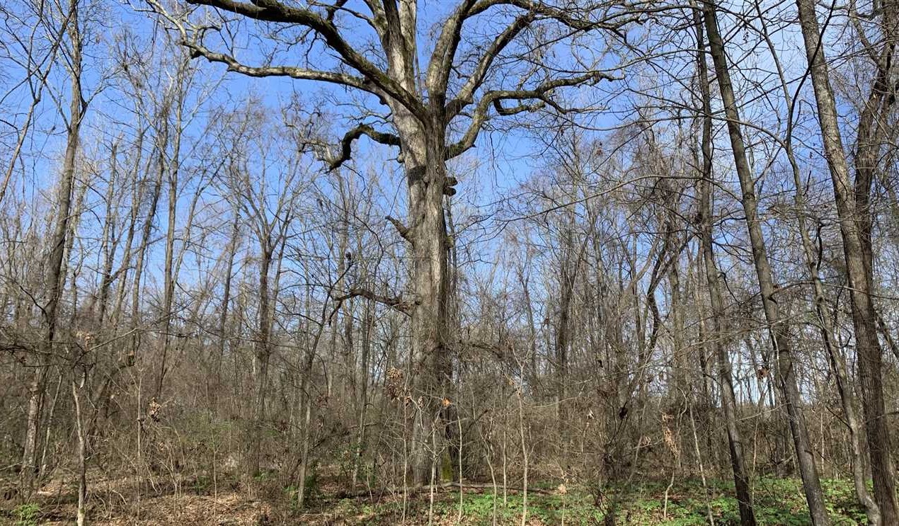 Timberland and   property for sale on The Land Market