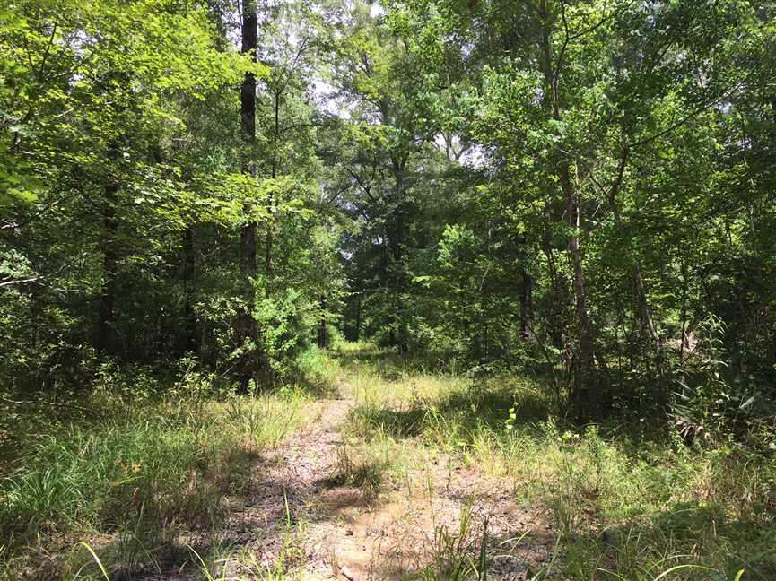 Collinston Hardwood Tract, Ouachita Parish, 240 Acres +/- Real estate listing