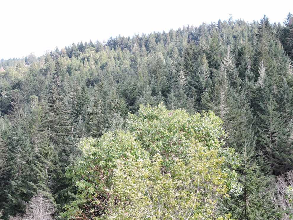 160.58 acre parcel, Buildable, Recreational, Merchantable timber Real estate listing