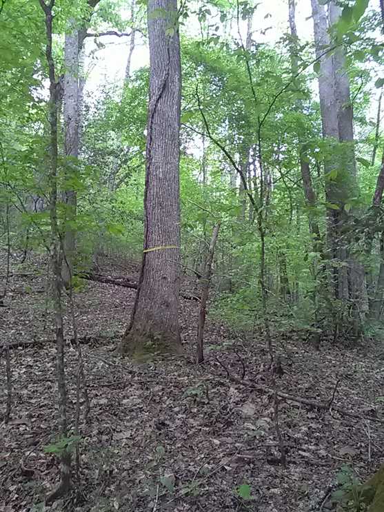 clay County, North Carolina property for sale