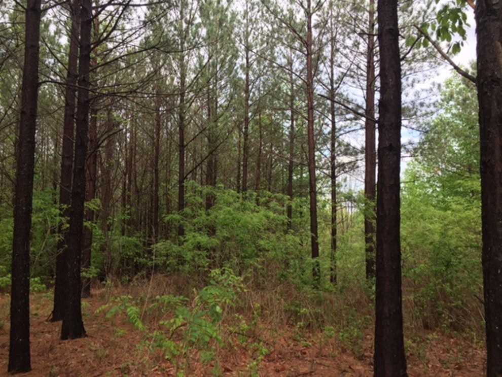 7.4+/-acres.Beautiful lot in the much desirable Ridges at Franklin Forest Real estate listing