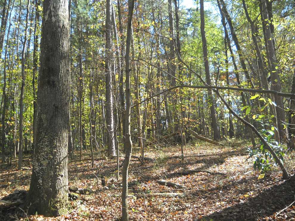 Land for sale to buy in 28001 zip code