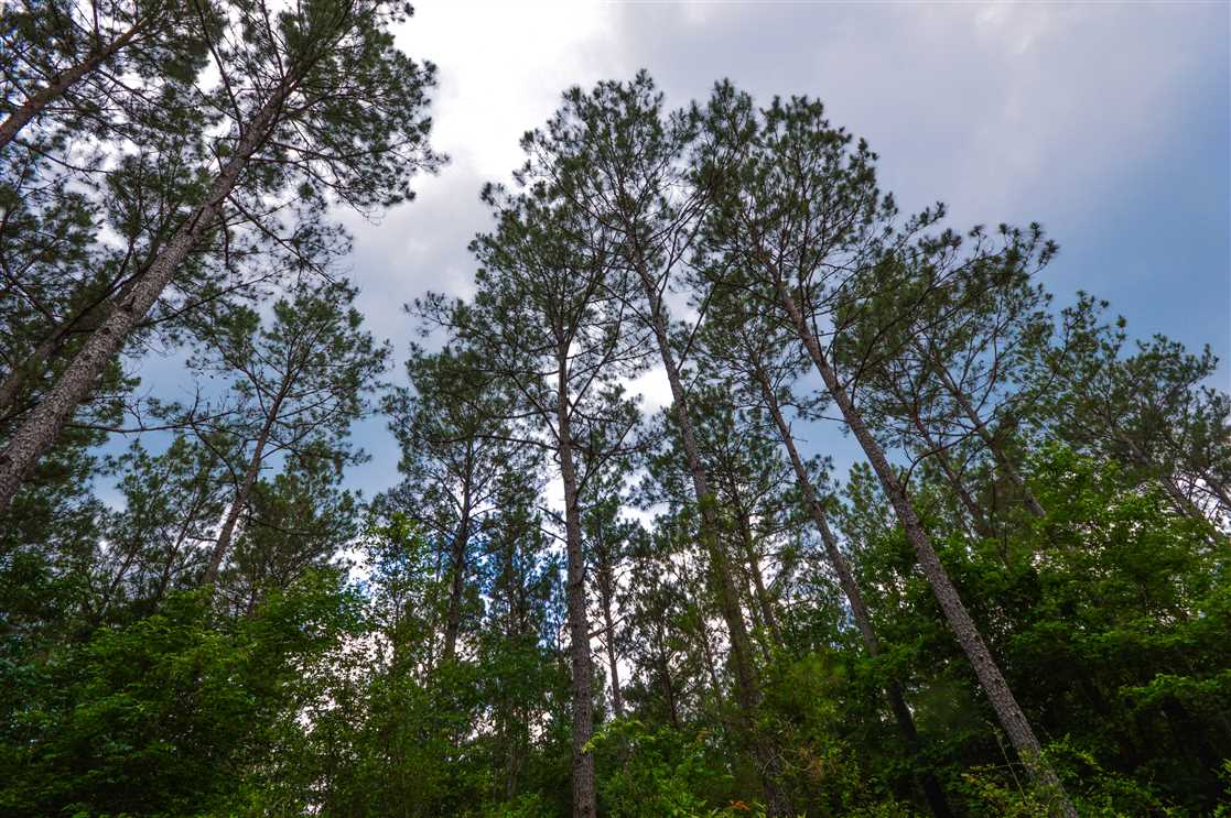 Timberland and   property for sale on The Land Market
