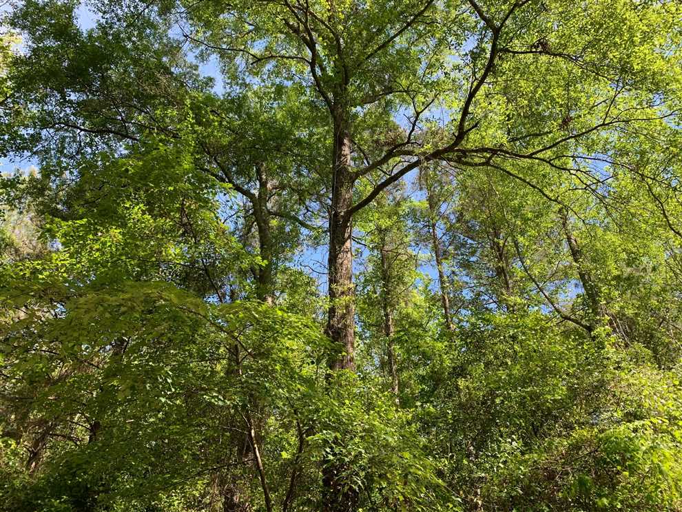 80 Acres of Land for sale in lincoln County, Louisiana