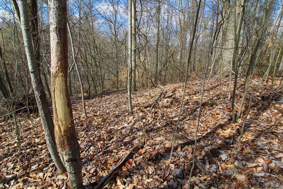 Land for sale at 825 Tick Ridge Road