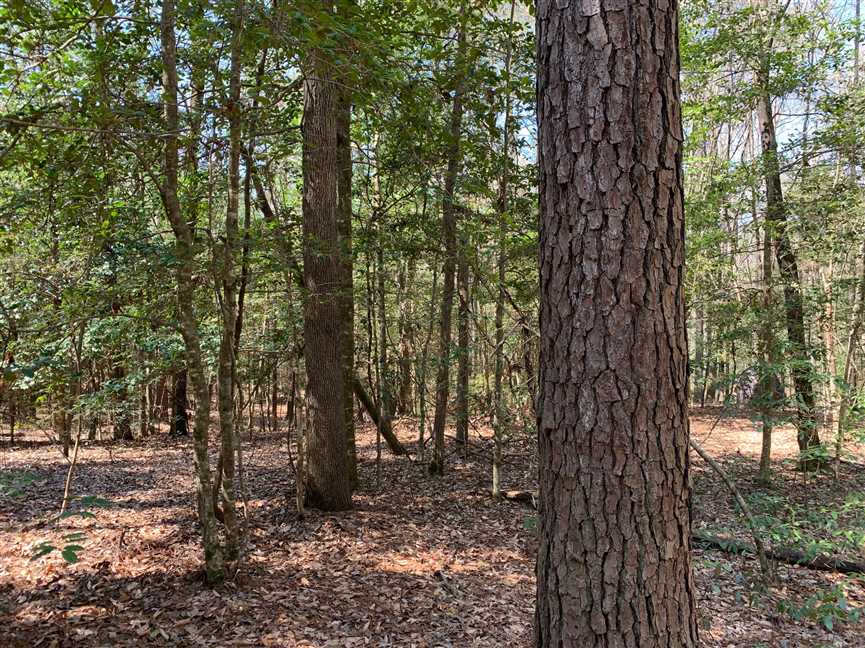 State Line Tract, Union Parish, 17 acres +/- Real estate listing