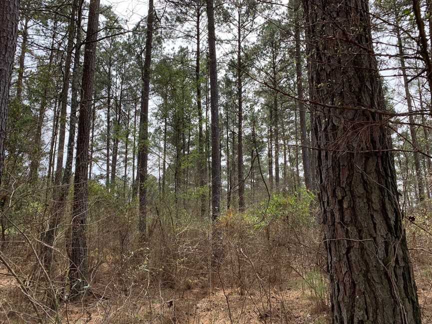 Land for sale to buy in 71234 zip code