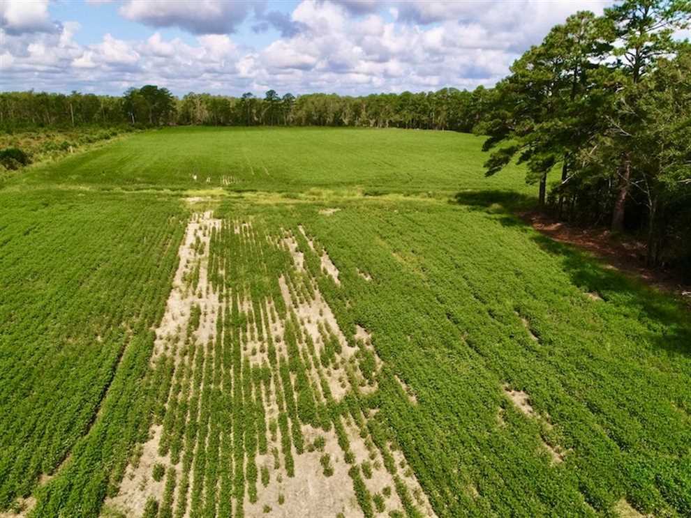 33 Acres of Land for Sale in pamlico County, North Carolina