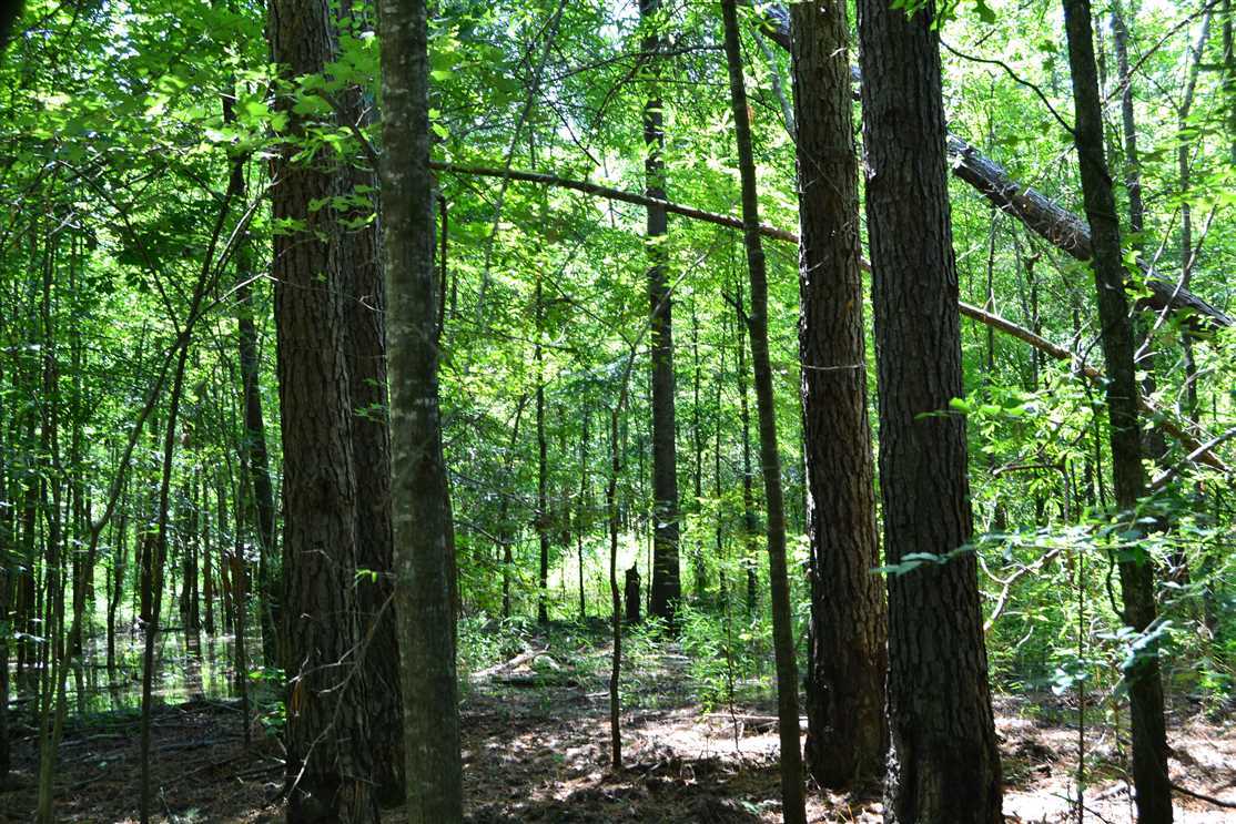 200 Acres of Land for sale in clark County, Arkansas