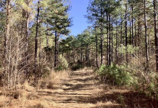 75 Acres of Land for Sale in bossier County Louisiana