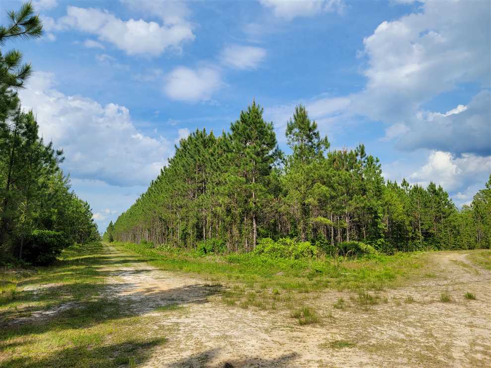 274 Acres of Land for sale in brantley County, Georgia