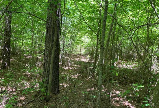 12.61 Acres of Land for Sale in marion County Tennessee