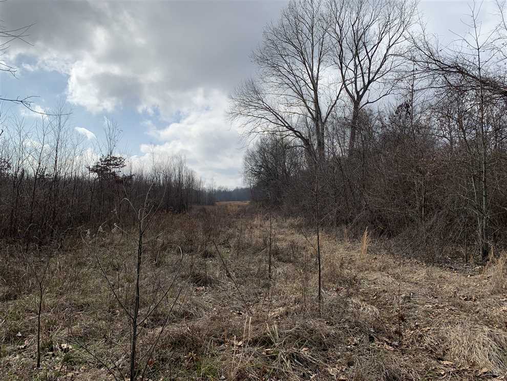 Timberland real estate available to buy