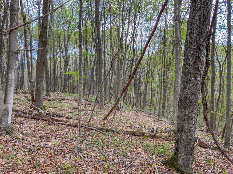 McCoy Rd - 45 acres - Pike County Real estate listing