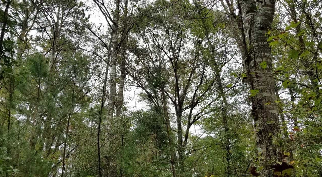 Land for sale to buy in 71404 zip code