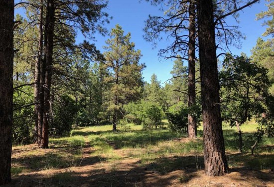 10 Acres of Land for Sale in rio arriba County New Mexico