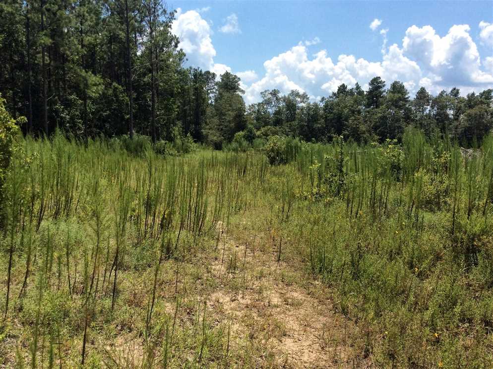 40 Acres of Land for sale in beauregard County, Louisiana