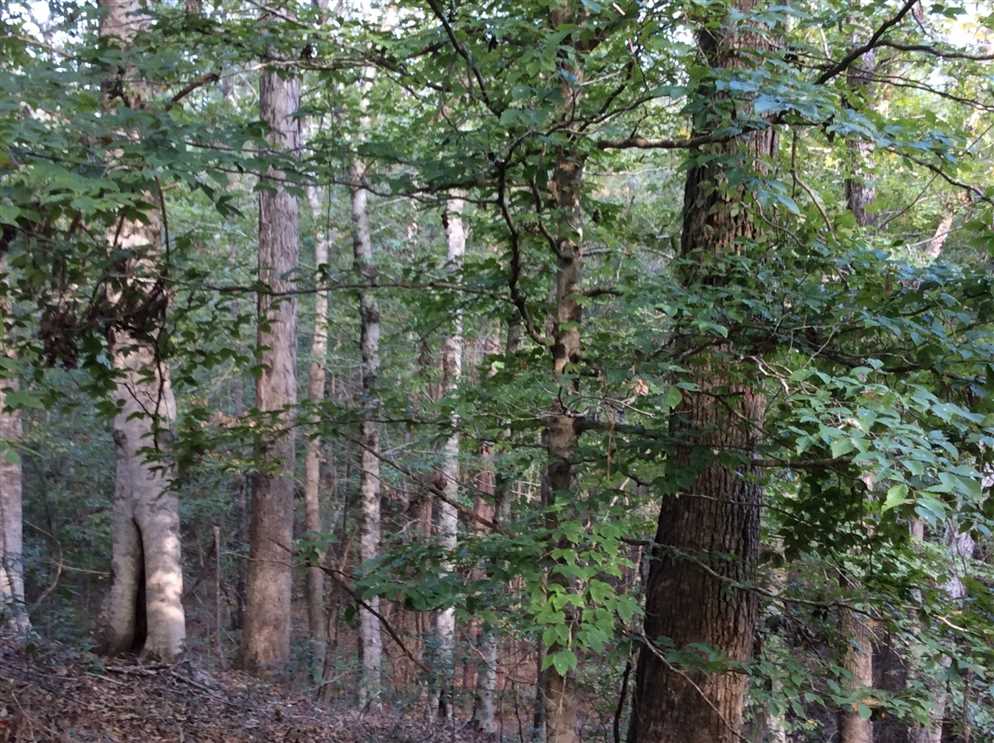 Recreational and   property for sale on The Land Market