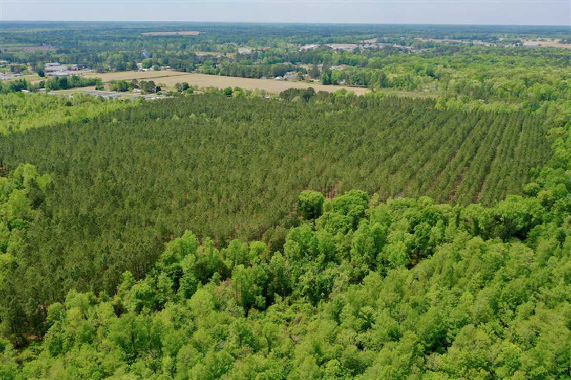 102 acres Hunting and Timber Land for Sale in Beaufort County NC! Real estate listing